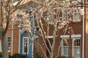 Cherry Blossom Festival