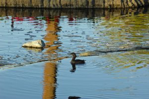 Ducks