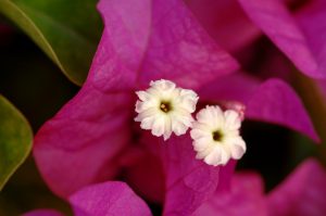Bouganvilleas