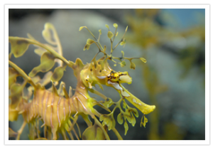 California,  Monterey Bay – Aquarium